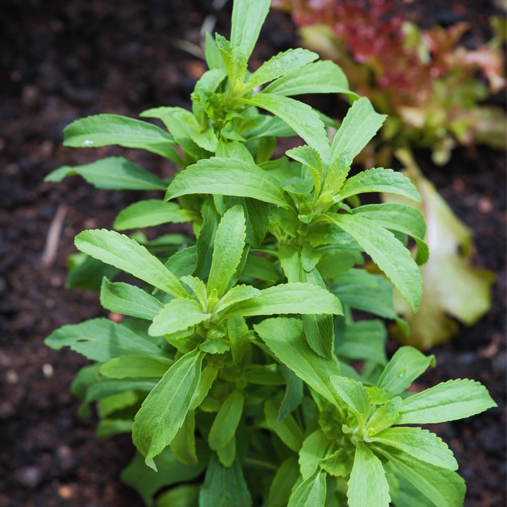 2 Stevia Plants Live, 4 to 6 Inches Tall, Stevia Mint Herb Plants Live Gardening Growing Indoor Outdoor
