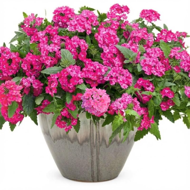 Sets 4 Pink Verbena Plants Live Perennial Outdoor Sping Growing, Size 4-6" in Tall, Ready to Bloom, Ornamental Landscapes, Trailing Hanging Basket