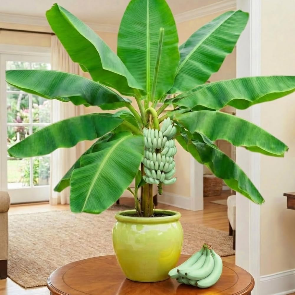 Random Banana Plant Live for Planting, Banana Trees Live Plants for Outdoor Indoor Planting, Cold Hardy, 4-7" in Tall, No Pot, Musa Plant