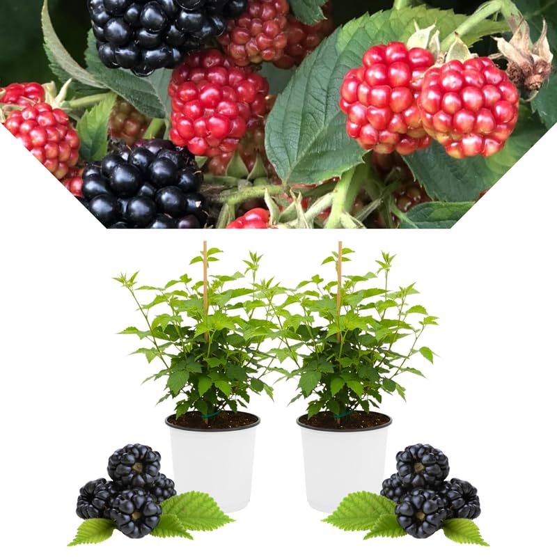 2 BlackBerry Bushes Live Plant, Sweet, Thornless, High Yielding Berries for Outdoor Planting, Fully Rooted 4-7 Inches (Arapaho)