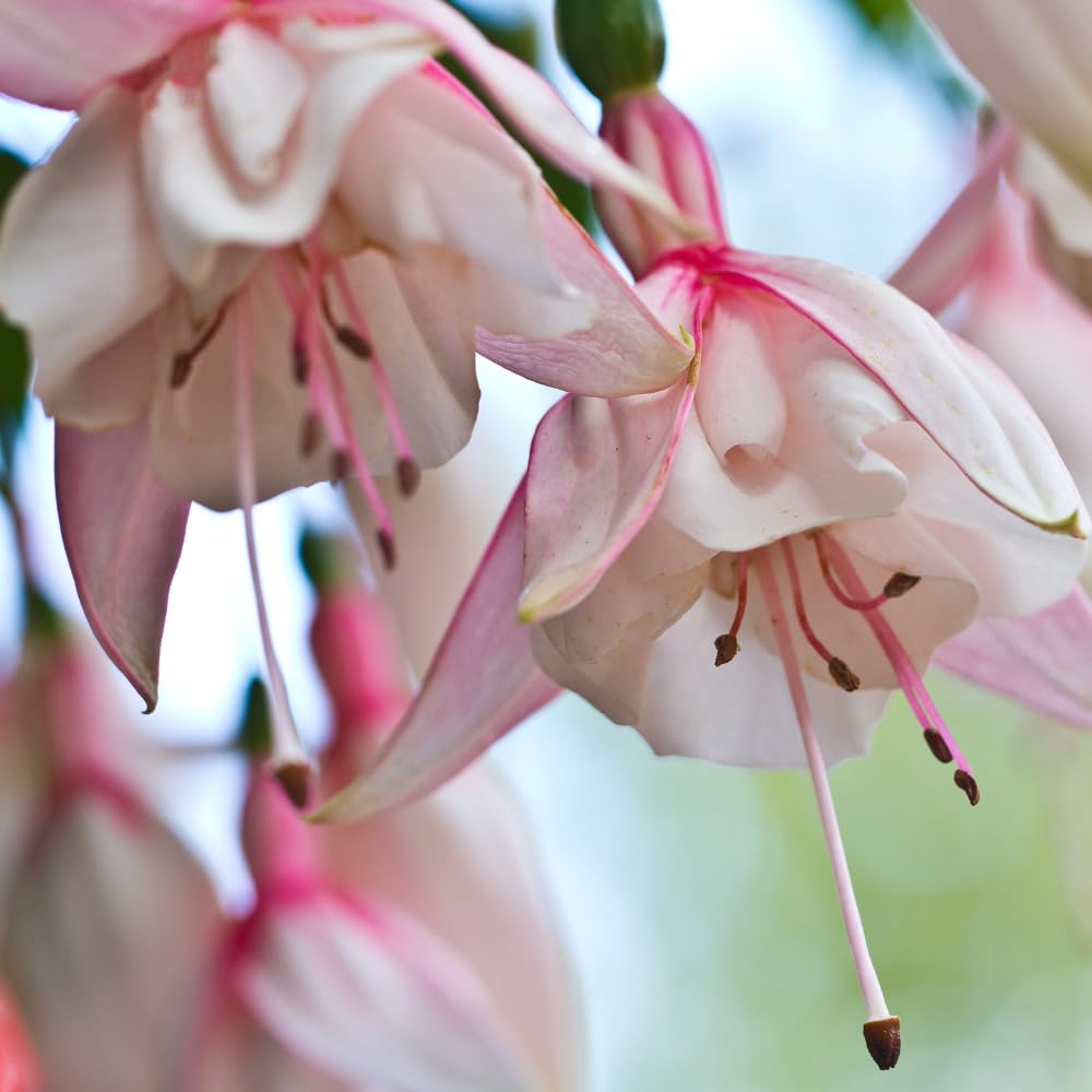 White Fuchsia Plant Live, Fuchsia Flower Plant, Indoor Outdoor Garden Planting, 2-4 Inches Tall