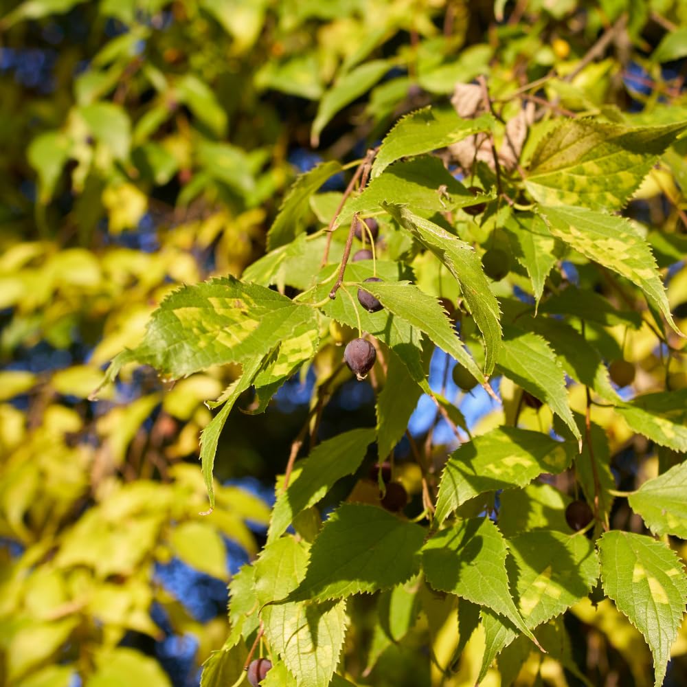 Hackberry Trees Live Plant, 2 to 3 Feet Tall for Starter Plants, Sweet and Edible Fruit, Zones 3 to 9, Common Hackberry Seedling