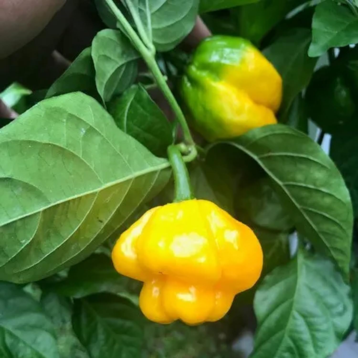 50 Yellow Scotch Bonnet Pepper Seeds, Yellow Jamaican Hot Pepper Seeds for Planting Indoor Outdoor