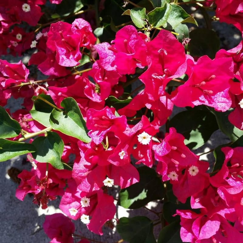 3 Magenta Red Bougainvillea Plants Live, 4-8” Tall Flowering Bougainvillea Vines, Tropical Climbing Plants for Garden or Containers, No Pot