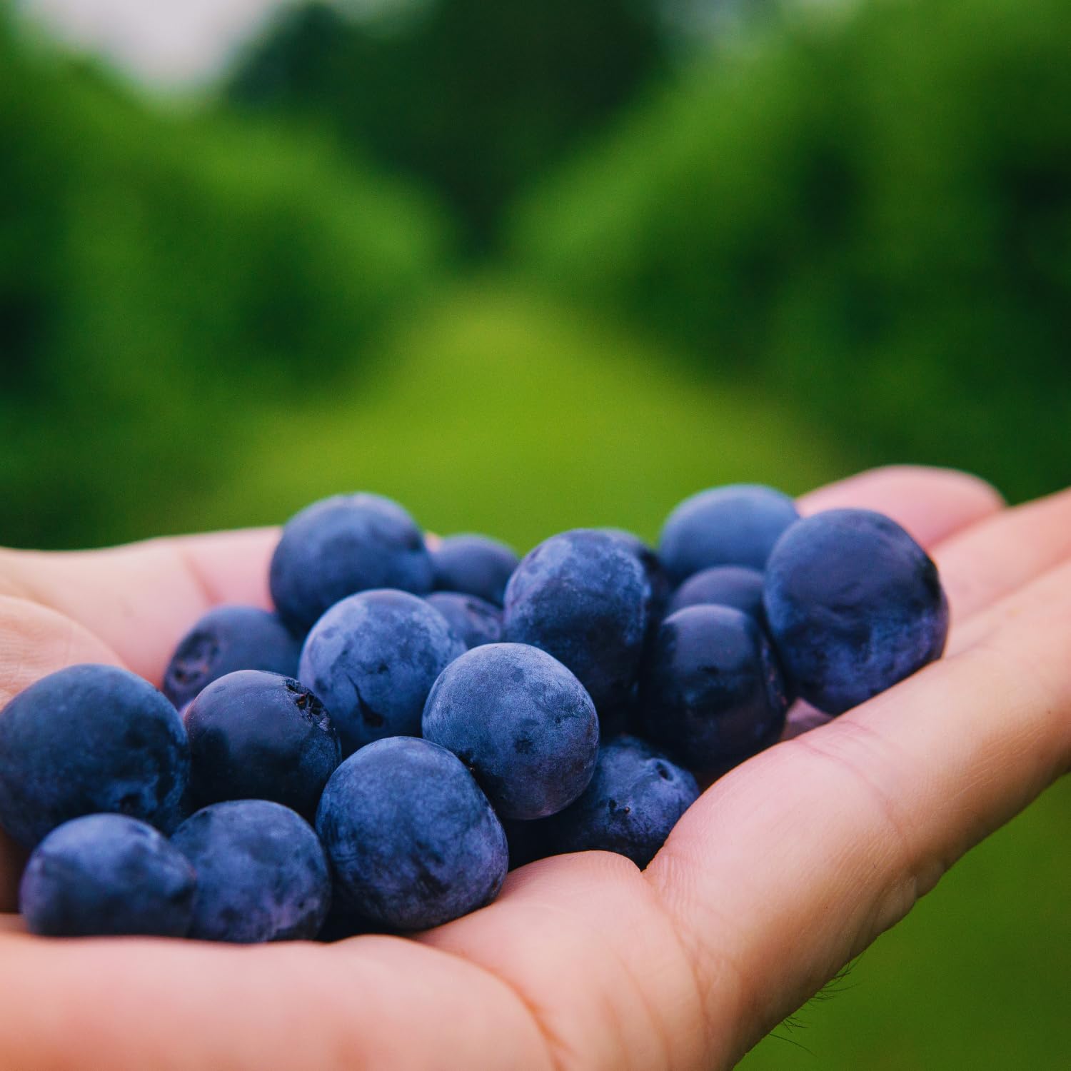 Blueberry Bushes Live Plant, Blueberry Plant, Blueberries Plants, 2-3 Feet Tall, Sweet Fruit Garden, No Ship to CA