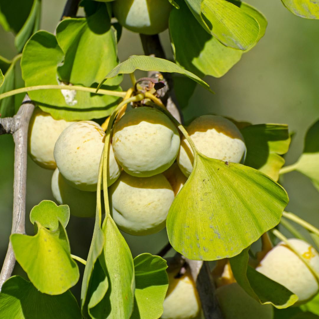 2 Ginkgo Trees Live Plants Bare Root, Dormant, No Leaf in Winter, Hardy Ornamental, Yellow Leaf in Fall, Zones 3-8