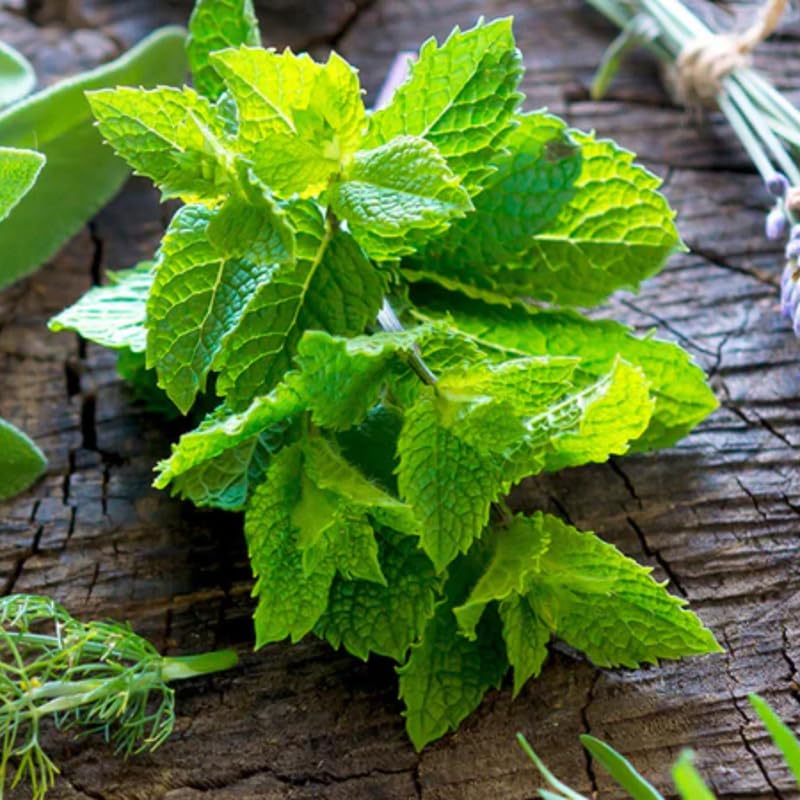 Set 4 Spearmint Plants Live, 4-6 Inches Tall, Mint Live Plants, Culinary Herb for Indoor or Outdoor Planting