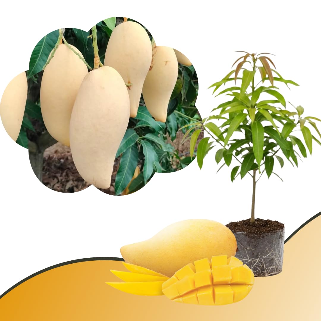 Mango Tree Live Plant, Sweet Mango Plant, Tropical Fruit Tree in 3 Gallon Pot for Outdoor Planting (Extremely Sweet Mango)