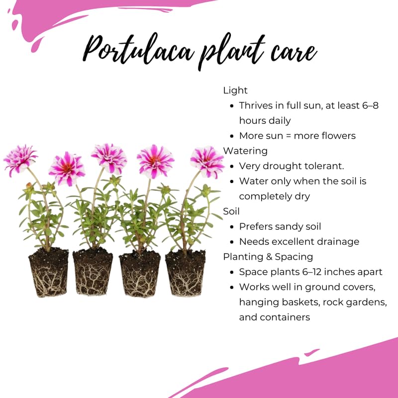 4 Pink White Moss Rose Plants Live, Portulaca Ground Cover Flowers, 4-6 Inch Tall Plants for Garden or Containers