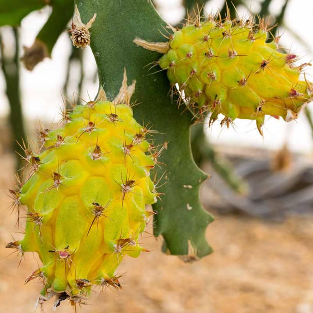 4 Yellow Dragon Fruit Plants Live, Pitaya Tree Plant Well Rooted 4 Inches