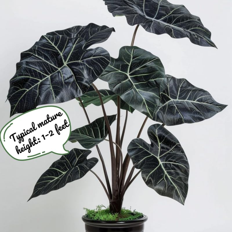 Alocasia Plant Live, Easy-Care Indoor Plant, Rare Alocasia Houseplant 4-8'' Tall for Planting, No Pot (Black Velvet Alocasia)