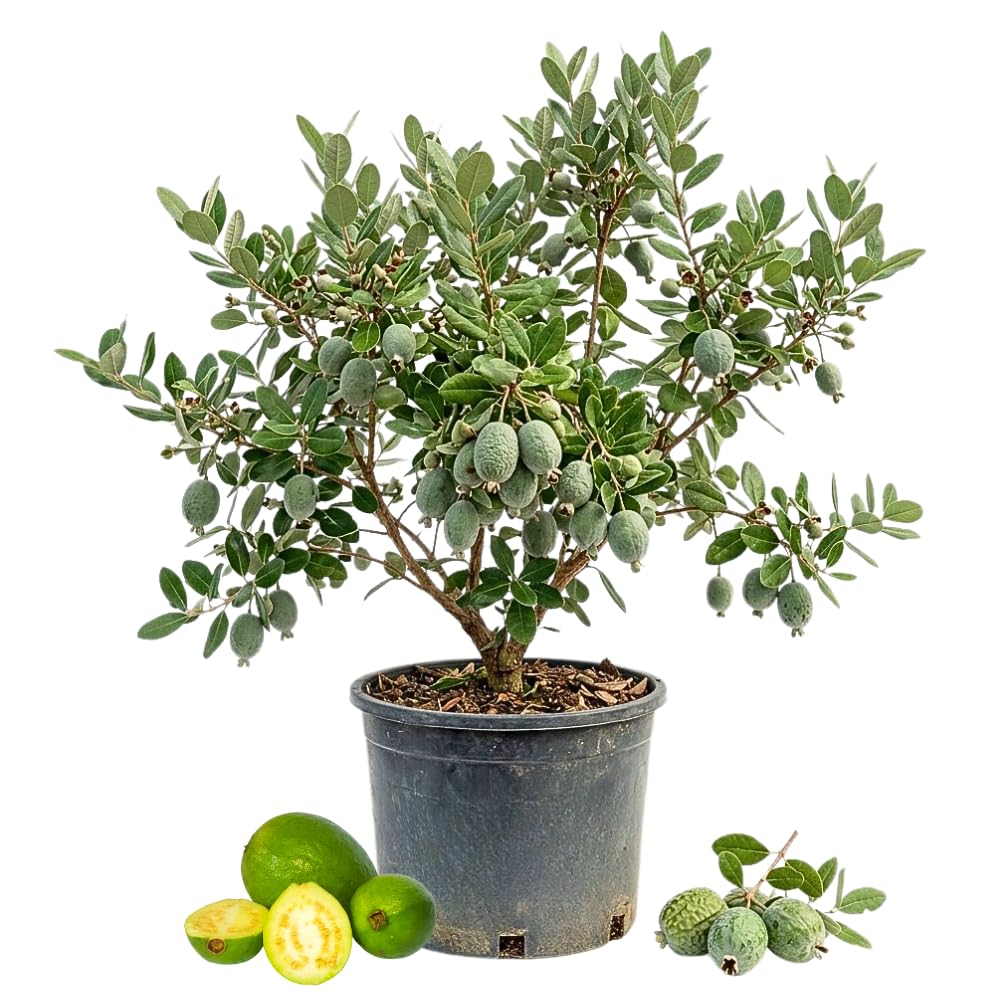 Pineapple Guava Live Plant, Cold Hardy Tropical Fruit Tree, Fully Rooted 3 Gallon, 2-3 Feet Tall, Outdoor Patio Garden Plant