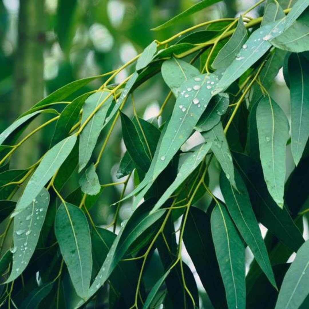 Set of 3 Lemon Bush Eucalyptus Trees Live Plants Bushes for Containers and Landscapes, Easy-Care, Starter Size, 3.5 to 6 Inc Tall, No Pot, Fragrant, Cold Hardy