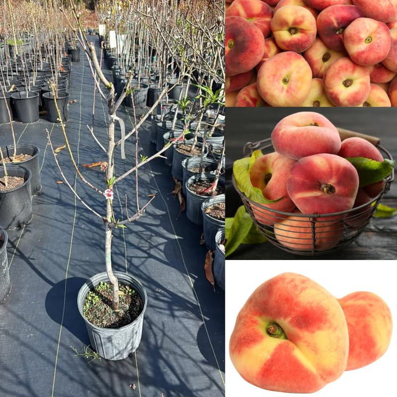 Donut Peach Tree, 3 Ft Tall Sweet Peach Fruit Tree Plant in 5 Gallon Pot, Fruit Plants for Outdoor Garden and Home Orchard, No Ship to CA