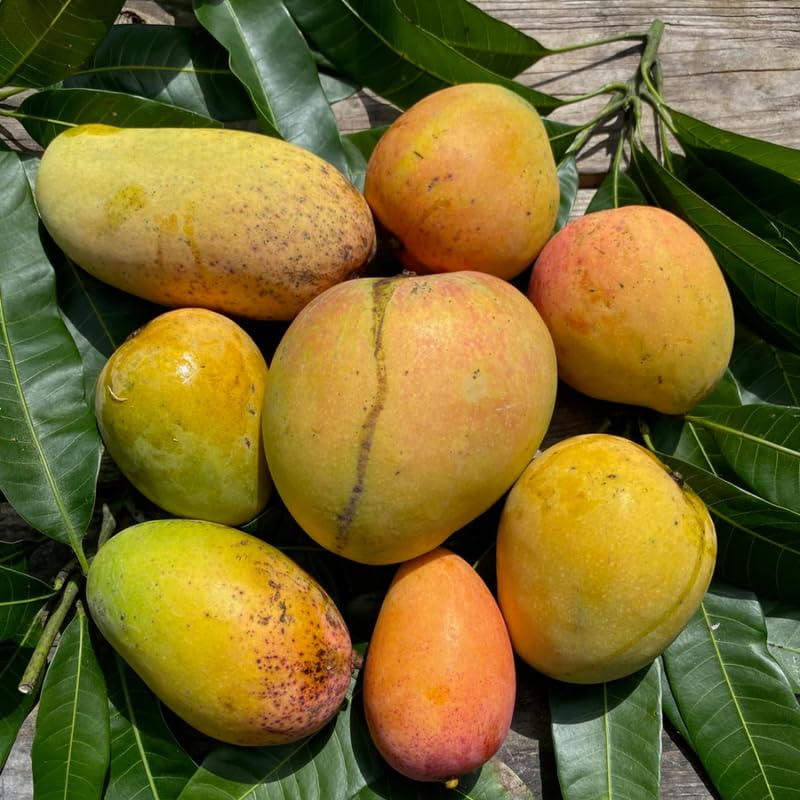 Pineapple Mango Tree Live Plant for Planting, Grafted Mango Plant in 3 Gallon Pot, Fast Growing Tropical Fruit Tree Seedlings