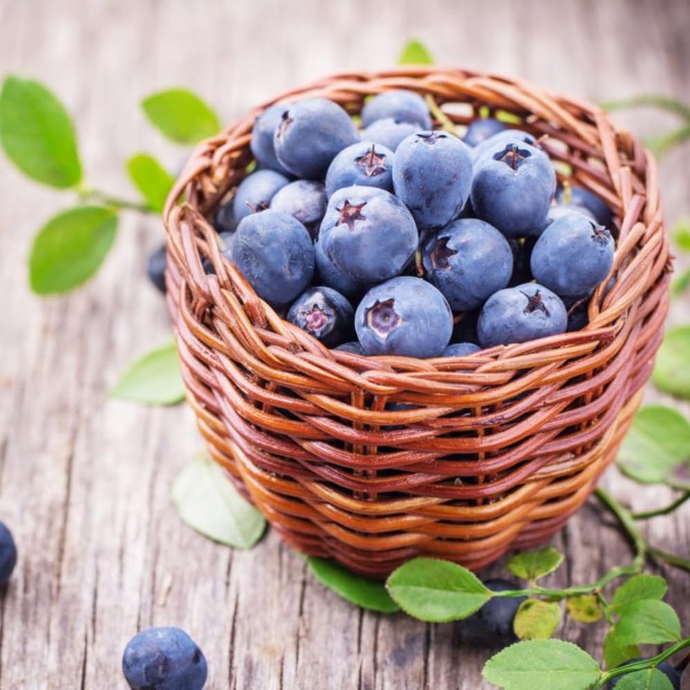 2 Blueberry Bushes Live Plant, 4-6'' Tall Well Rooted Plant, Sweet, High-Yielding, Hardy Blueberries for Garden or Containers (Biloxi Blueberry)