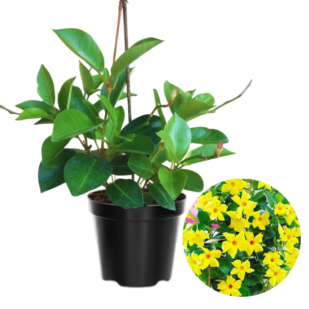 2 Mandevilla Plants Live, 4 to 6 Inc Tall, Yellow Mandevilla Vine Plant Mandevilla Flowers