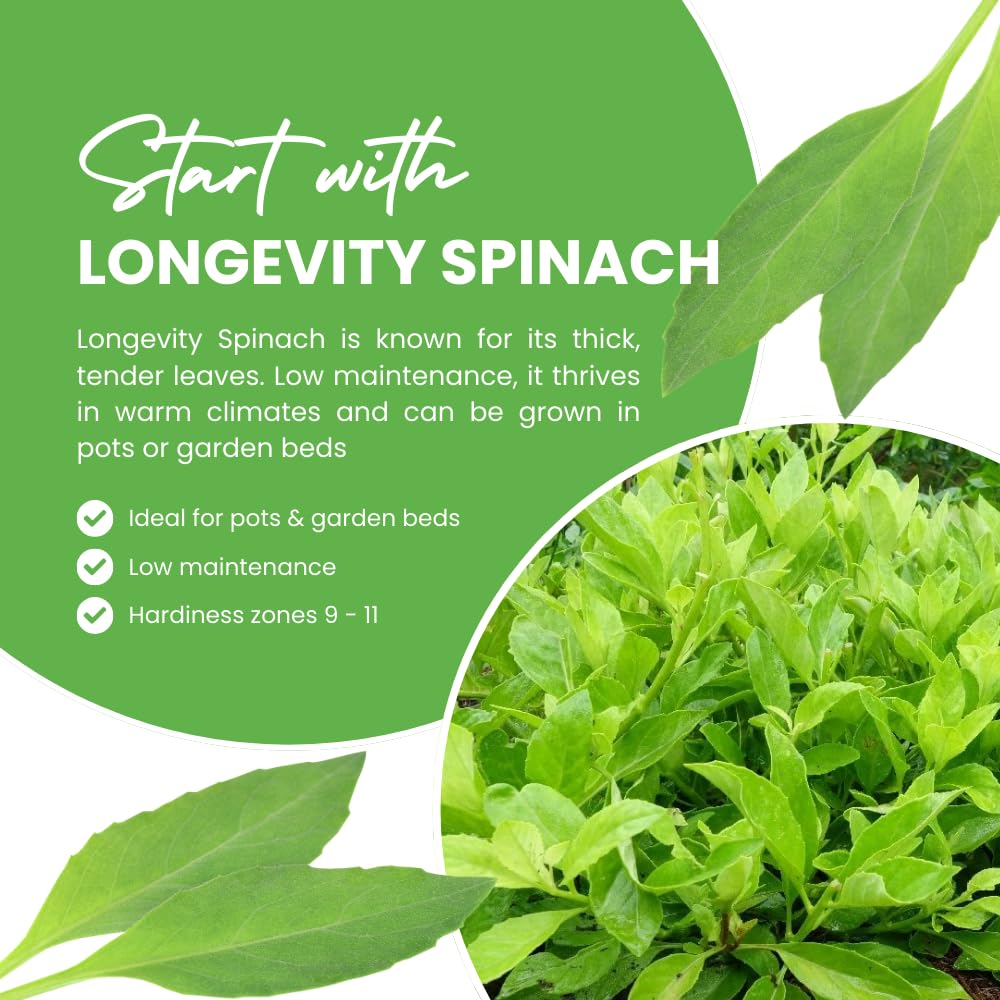 Set 2 Longevity Spinach Plants Live, Longevity Spinach Starter Plant, 4 to 6 Inches Tall, Vegetable for Indoor Outdoor Growing