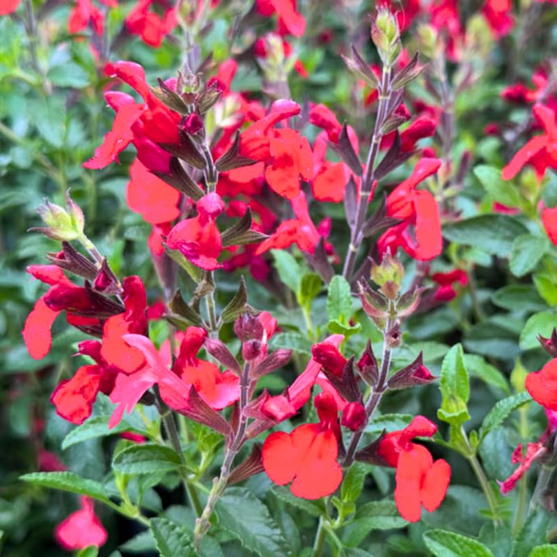 Set of 3 Salvia Plants Live, Bright Red Perennial Flower for Garden Planting, 4-7" Tall
