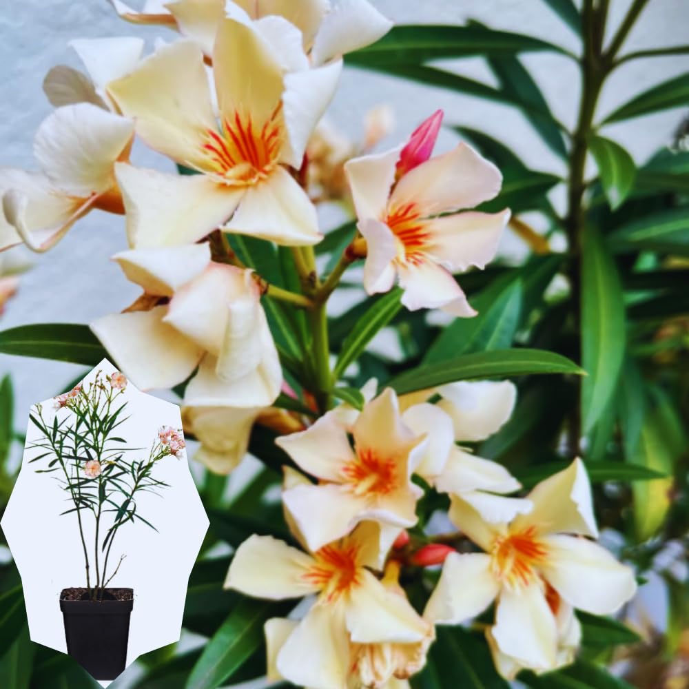 3 Oleander Plants Live, 5 to 8 Inches Long, Tropical Plant Live Shrub, Salmon Oleander Live Plants, Growing Garden