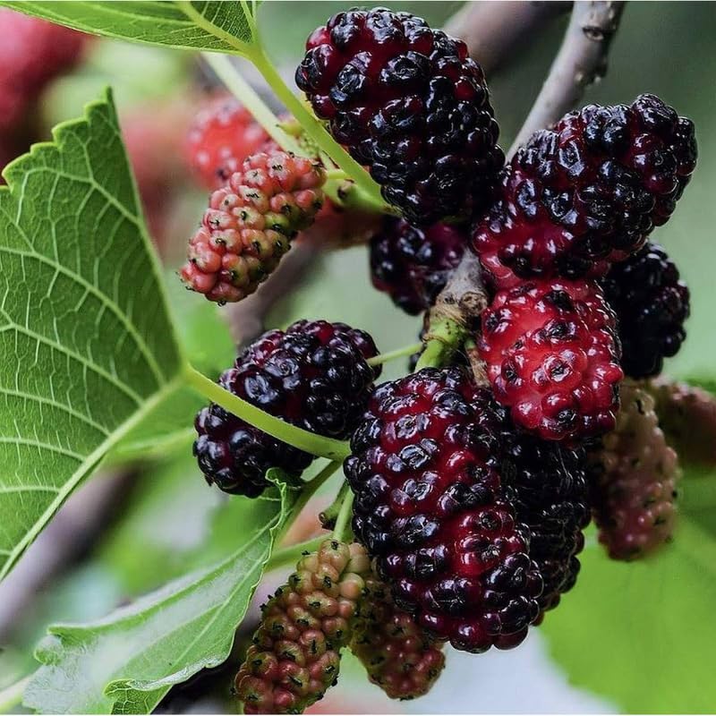 Mulberry Tree Live Plant, Hardy Mulberry Fruit Tree for Planting Indoor Outdoor, Sweet Mulberries Tree Well Rooted 4-8'' Tall