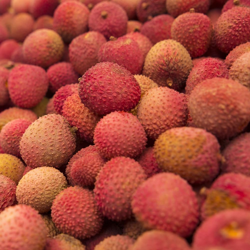 Airlayered Lychee Fruit Tree in 3 Gallon Pot, Litchi Plant Live 2 to 3 Feet Tall Well Rooted, Outdoor Planting, No Ship to CA