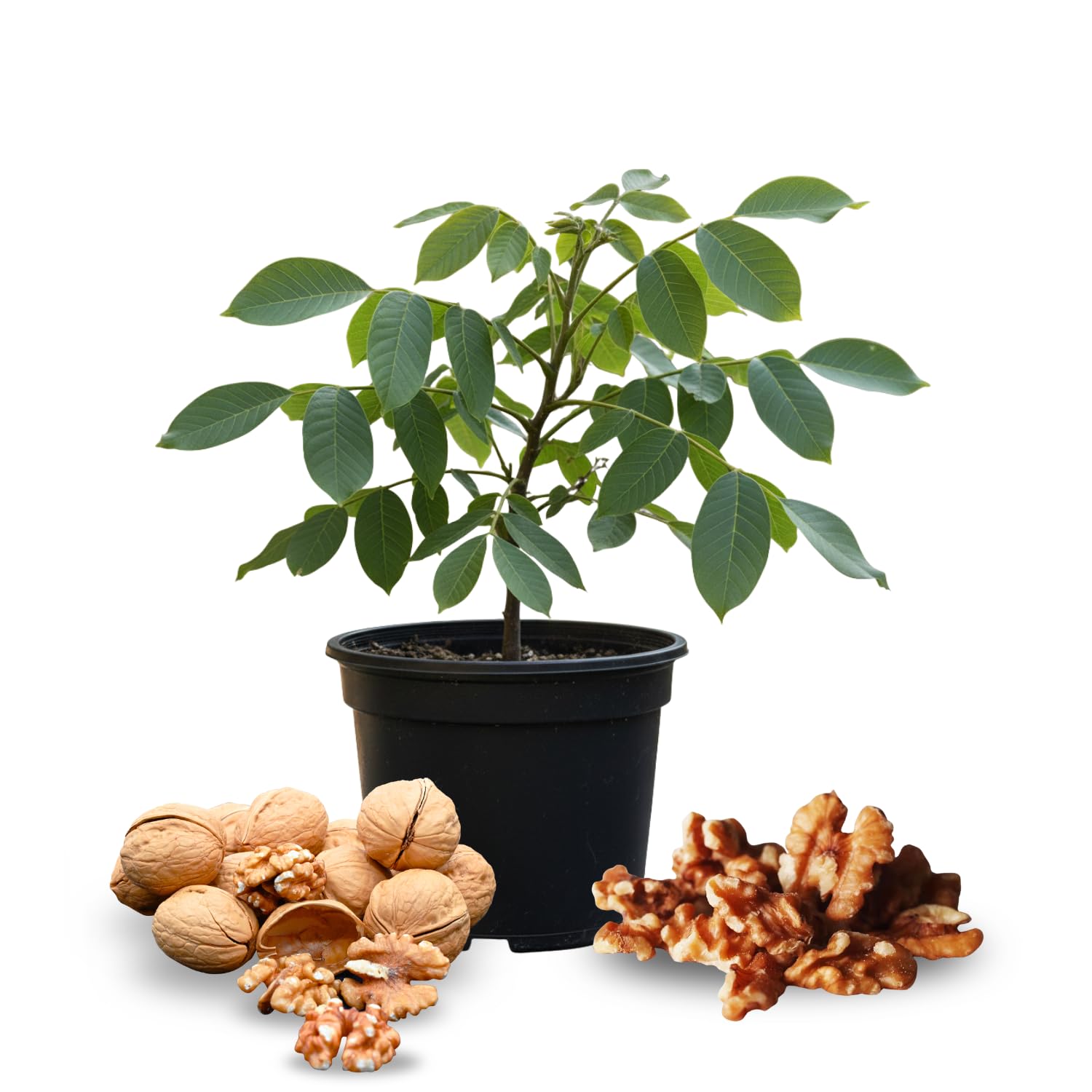 Walnut Tree Plant, 1 Year Old Walnuts Tree 1-3 Feet Tall, Hardy, Winter Dormant Nut Tress for Outdoor Growing