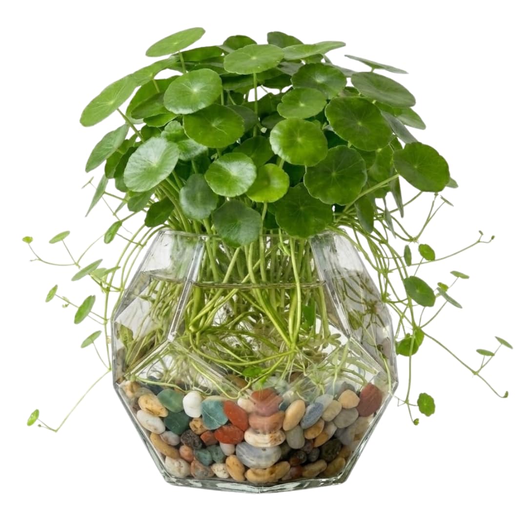 Aquatic Pennywort Plant Live, Green Aquarium Plant