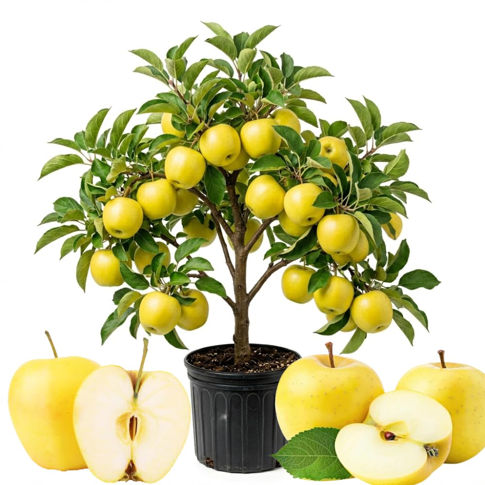 Apple Plant Live, Sweet Apple Plant in 3 Gal, 3-4 Feet Tall, Apple Fruit Tree Outdoor Garden, No Ship to CA (Golden Delicious Apple)