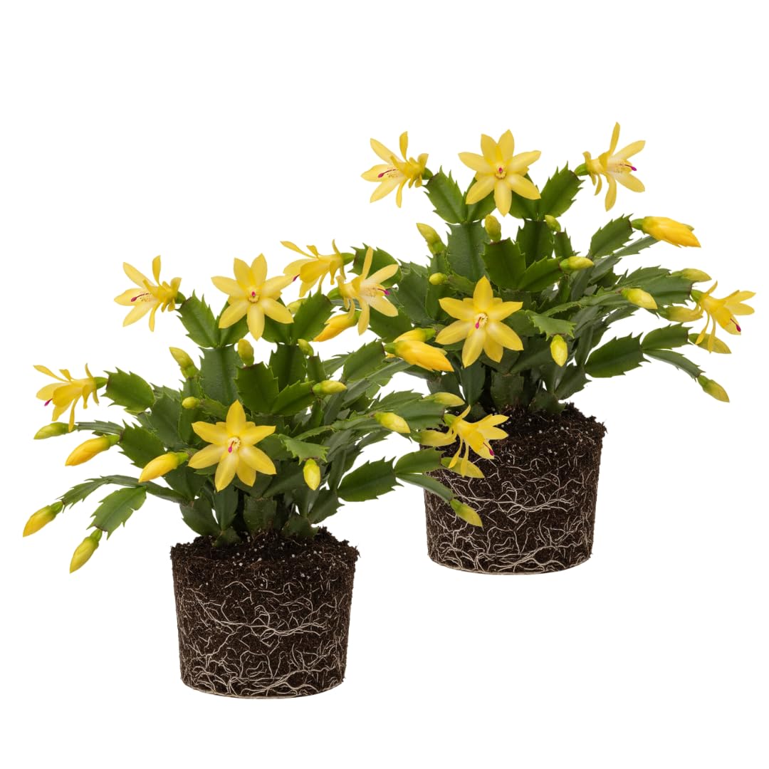 2 Christmas Cactus Plants Live, Holiday Blooming Indoor Plants Live Houseplants, Hanging Baskets Easy Care, Well-Rooted 5-8" Tall, No Pot, Bareroots, Single Stems (Yellow Christmas Cactus)