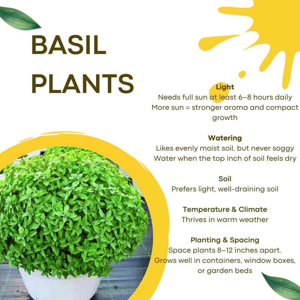 Pack 6 Greek Basil Plants Live, 4-7 Inches Tall, Fragrant Culinary Herb Indoor Outdoor Home Garden, Well-Rooted