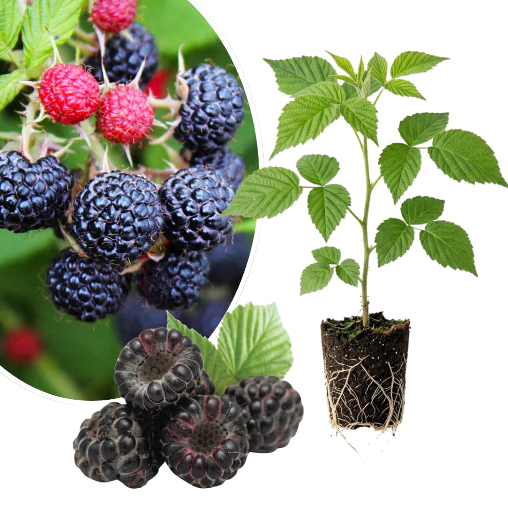 Black Raspberry Plant, Edible Berry Plant, 5-8 Inch Tall