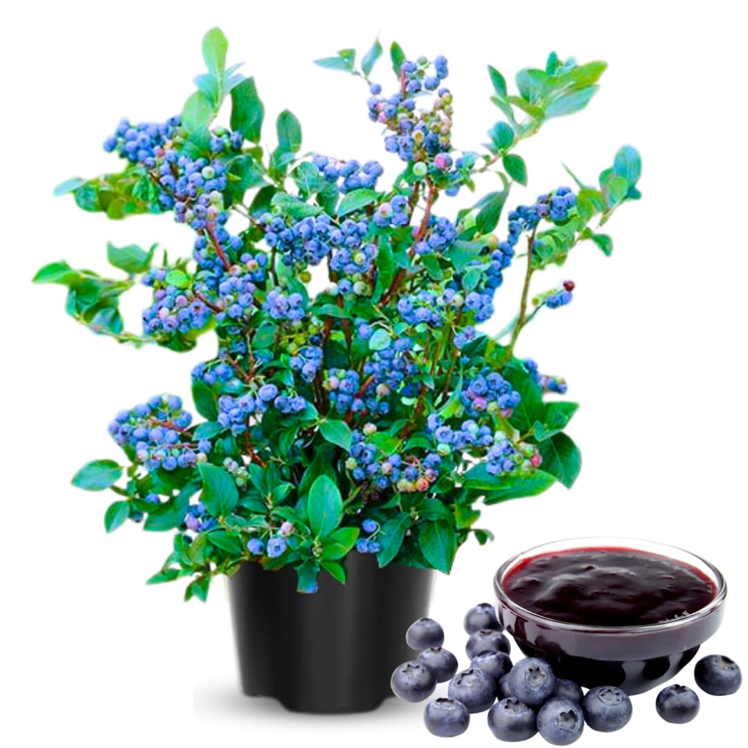 Fruit-Bearing Blueberry Bush Tree Live Plant, 2 Years Old 1-2 Feet Tall in 1 Gallon Pot, Blueberries Plants, High Yielding, Ready to Harvest, No CA