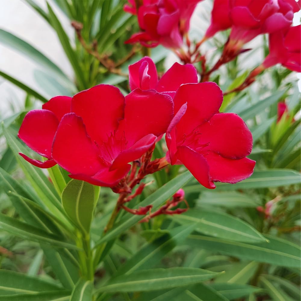 2 Pink Oleander Plants Live, Hardy Flower Plant from 4 to 6 Inches