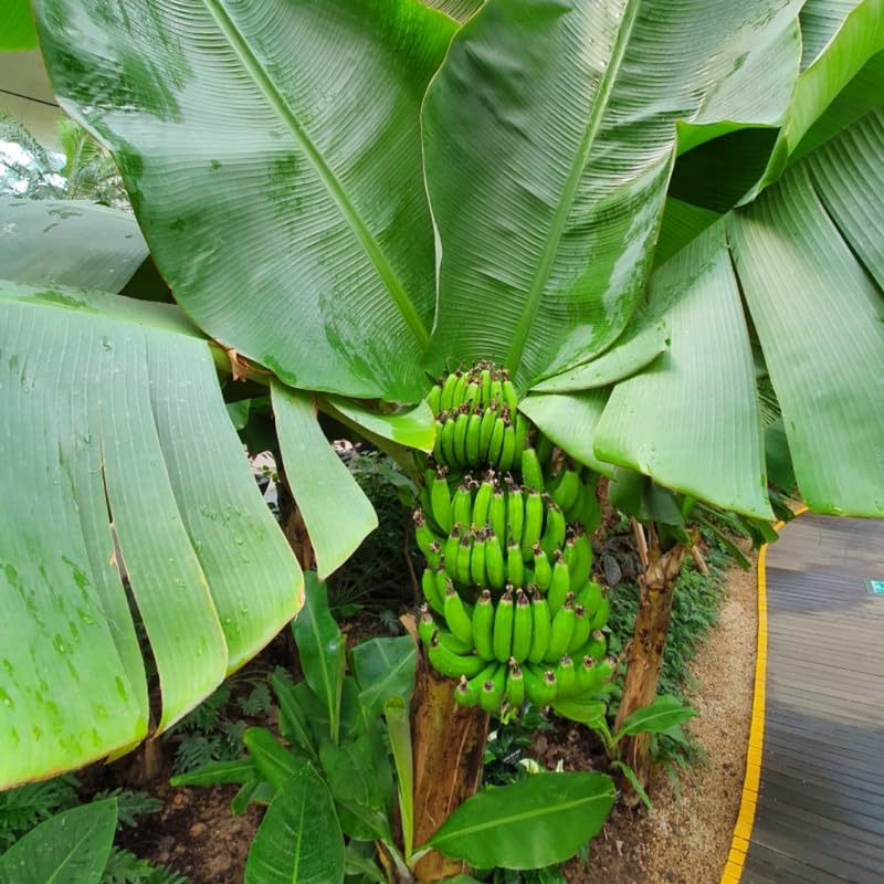 2 Yellow Banana Trees Live Plants Well-Rooted, High Yield and Easy to Grow Banana Plants, 4-9 Inc Tall, No Pot, Cold Hardy, Compact Size
