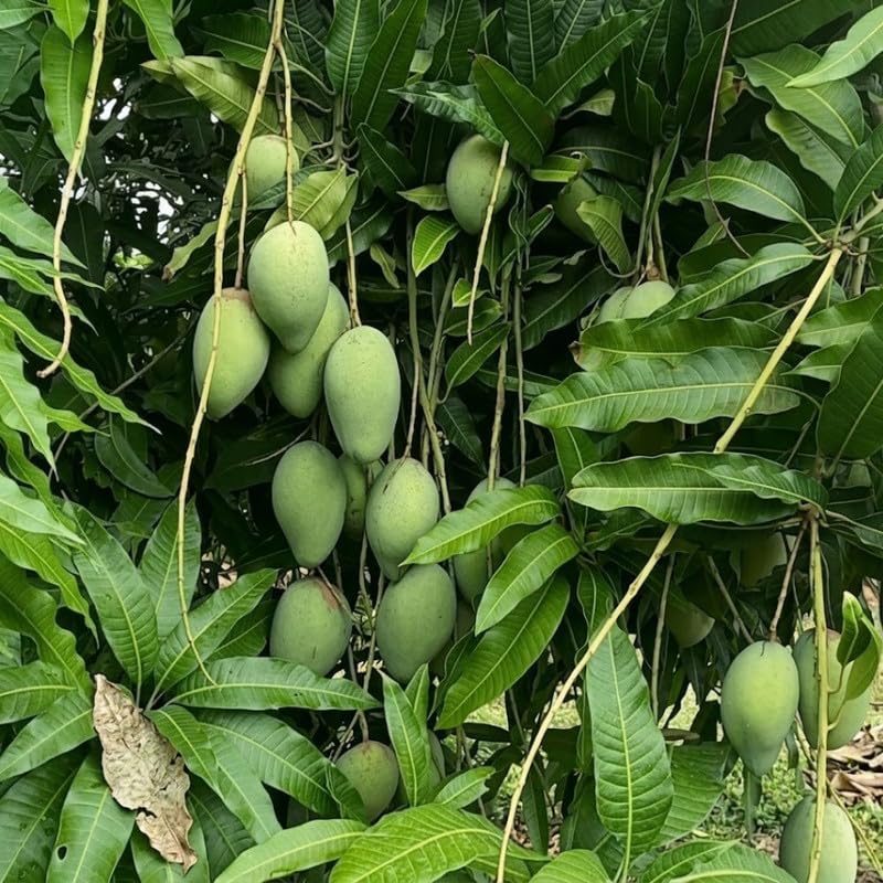 Grafted Bright Yellow Mango Live Tree Plant, 2-3 Feet Tall, Mango Fruit Plant in 3 Gallon Pot for Garden and Container Growing, No Ship to CA
