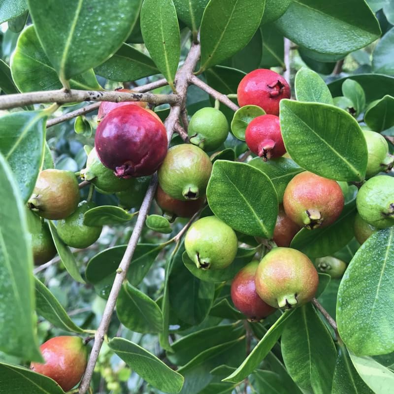 Strawberry Guava Tree Live Plant, Sweet Pink Guava Plant, 2-3 Feet Tall in 3 Gallon Pot, Ready to Grow, No Ship to CA