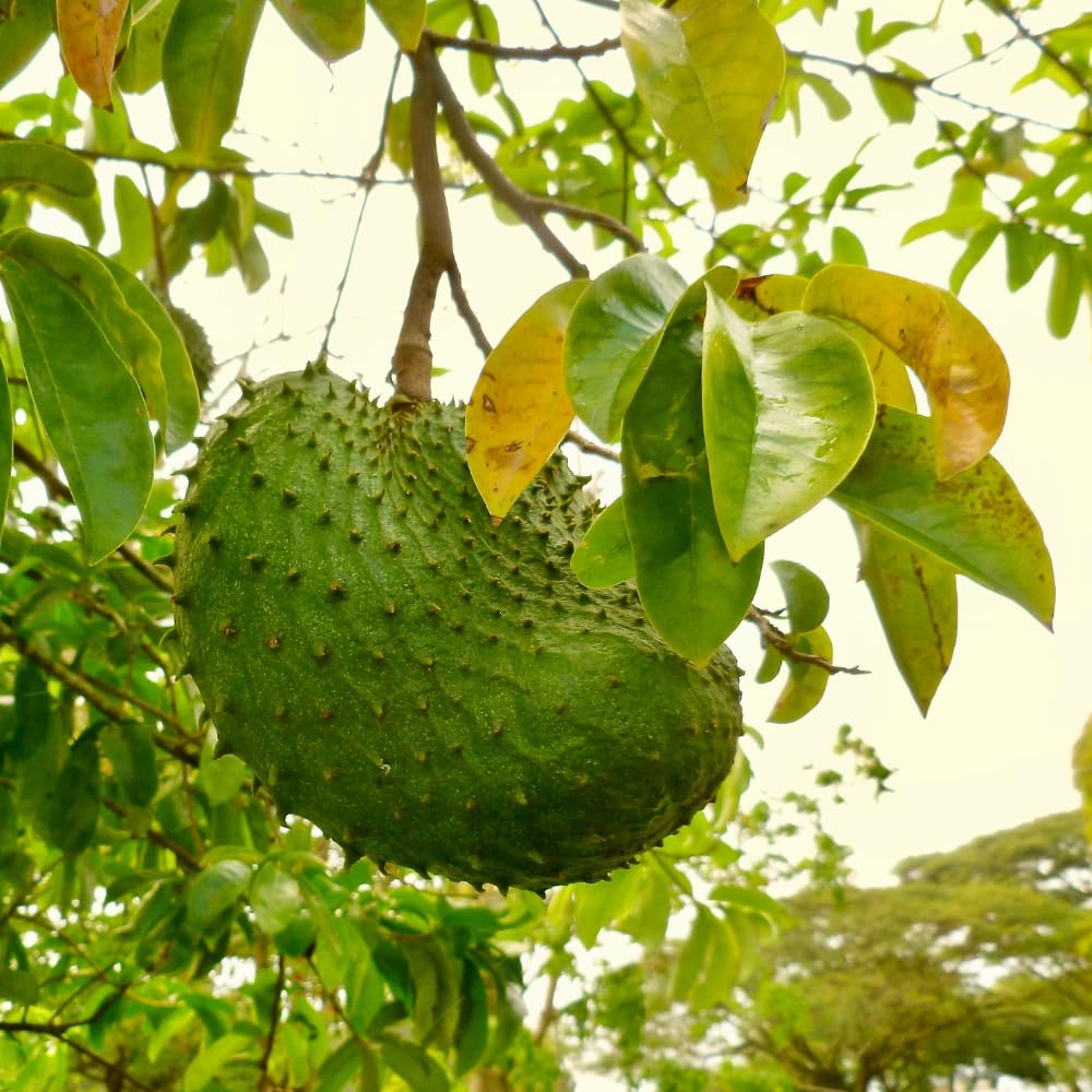 Sweet Soursop Tree Live Plant 1.5-2.5 Feet Tall in Gallon Pot, Soursop Trees Seedling, Annona Muricata Guanabana for Outdoor Garden, No CA