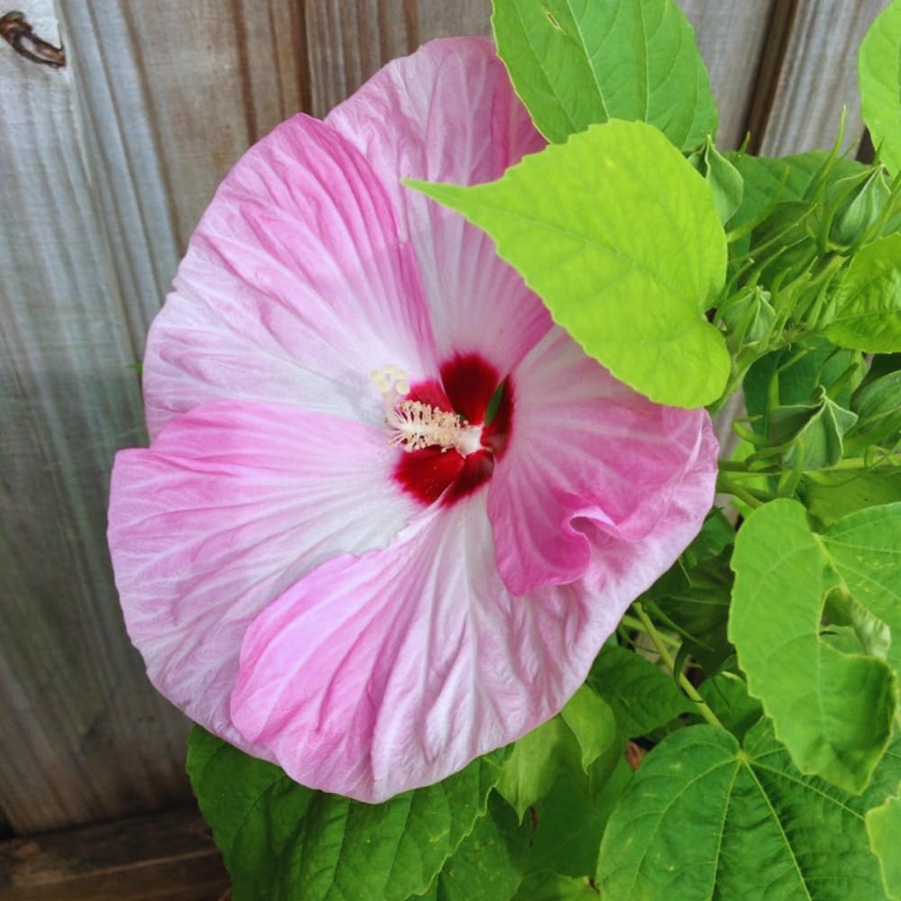 3 Pink Hibiscus Flower Plants, Hibiscus Tree Live Plant, 5 to 8 Inc Tall, Hardy Hibiscus Plants Live, Easy to Plant