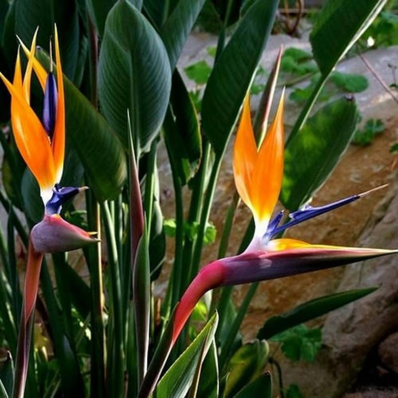 4 Orange Bird of Paradise Plants Live, Strelitzia Reginae, 4-7 Inch Tall, Tropical Flowering Plants for Indoor or Outdoor Growing