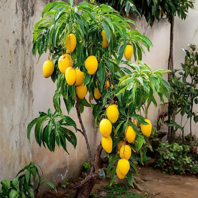 2 Years Old Mango Tree for Planting, Extremely Sweet Mango Plant Grafted in 3 Gallon Pot, Sweet, Fast-Growing Tropical Tree Seedlings for Outdoor Garden