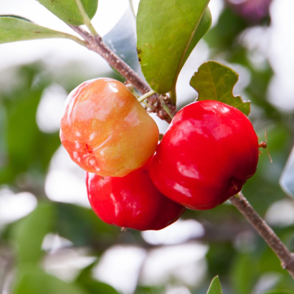Barbados Cherry Tree Live Plant, Barbados Cherry Plant from 1-2 Feet Height in 1 Gallon Pot, Red Berries for Outdoor Gardening, High Yielding Fruit Trees, No CA