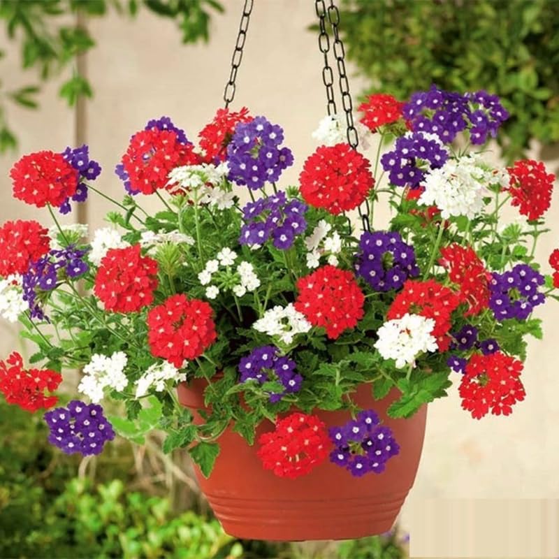 Sets 4 Random Verbena Plants Live Perennial Outdoor Sping Growing, Size 4-6" in Tall, Ready to Bloom, Ornamental Landscapes, Trailing Hanging Basket