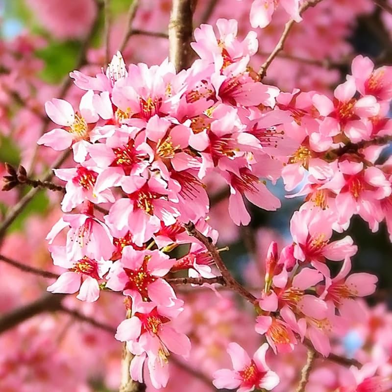Live Cherry Blossoms Tree Plant, Okame Flowering Cherry Blossom in 2.5 Inches Pot, Dormant in Winter, Perennial Bloom, 9 Months Old Trees