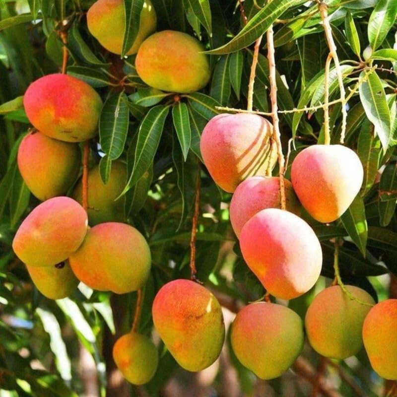 Glenn Mango Tree Live Plant Grafted, 2–3 Feet Tall in 3 Gallon Pot, Sweet Tropical Mango Fruit Tree
