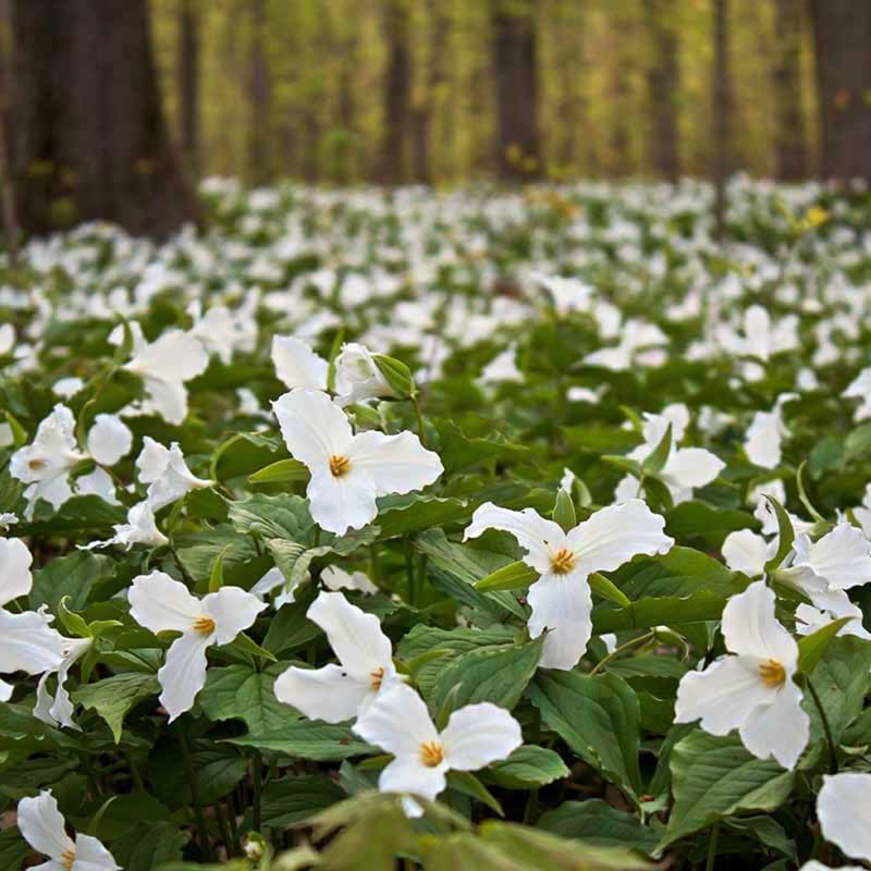 10 White Trillium Bulbs for Planting, 3 to 5 Inches, Spring Flower Bulbs