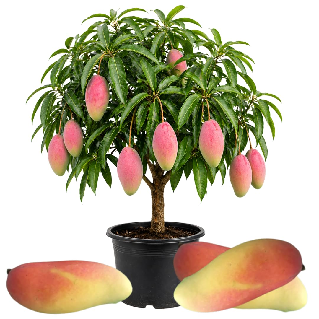 Live Maha Chanok Mango Tree Plant, Grafted Mango Tree, Sweet Fruit Live Plant, 2-3 Feet Tall in 3 Gallon Pot for Planting, No Ship to CA