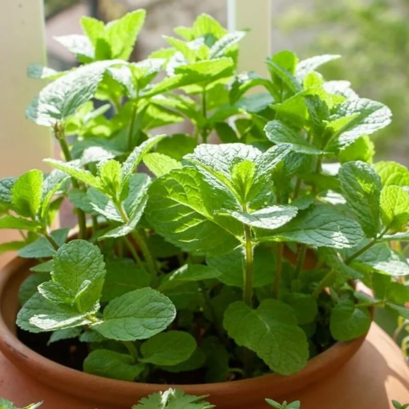 Set of 4 Spearmint Live Plants, Well Rooted Mint Herbs Plants 4-7 Inches, Fragrant Leaves, Outdoor or Container Growing