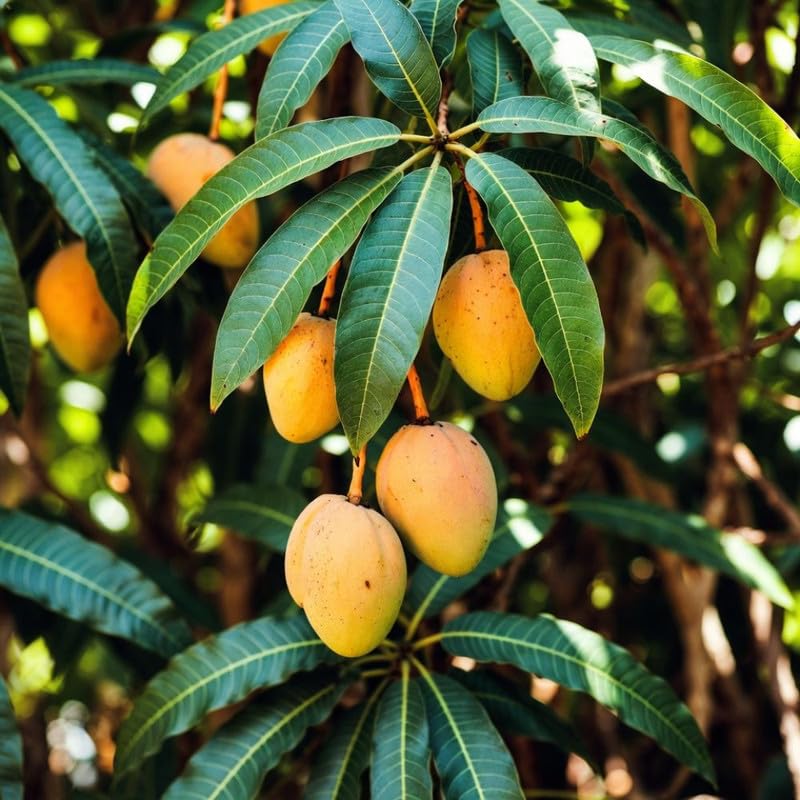Kent Mango Tree Plant for Planting Outdoor Garden, 3 Gallon Pot, Mango Tree, Tropical Plant for Backyard and Container Growing, No Ship to CA