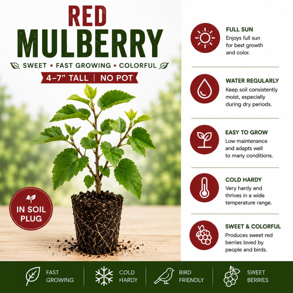 Red Mulberry Tree Live Plant, Sweet Berry Fruit Tree for Garden, 4-7" Tall